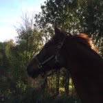 Fidel love of my Life.❤️ - @horsefriendshipisthebest - Instagram