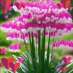 Fidela Miranda - Facebook