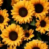 🌻BÁEZ🌻 - @fidenciaramirez86 - TikTok