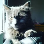 Fifi The Cat - @fifi_meow_jackson - Instagram