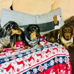 Jackson😍Penelope😍Fifi😍 - @jacksonpennyfifi.theminidaxis - Instagram