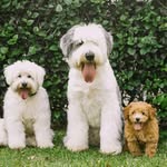 Alfy.Pancho.Fifi.Jones - @alfyjones_thesheepdog - Instagram