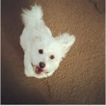 Meg Fifi Jones - @meggiethedog - Instagram