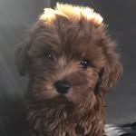Winston The Dog - @fifi_jones21 - Instagram