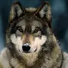 filemoncalderonvi - @filemoncalderonvi - TikTok