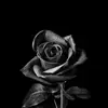 filomena lopes - @filomenalopes060 - TikTok