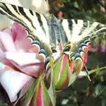 Filomena Marques - @filomena2538 - Instagram