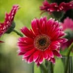 Filomena Ranallo - Facebook