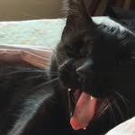 Filomena, Junior e Thomas 😺🐱🐈 - @gaatineos - Instagram