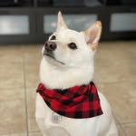 Fin Perez - @fintheshiba - Instagram