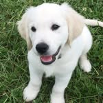 Finley Thomas - @finleythomasthegolden - Instagram