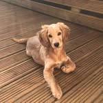 Finley Thomas🐾 - @finley_the_cockapoo - Instagram
