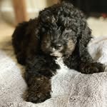 Finley Thomas Wolsey Wagner - @finleywags - Instagram