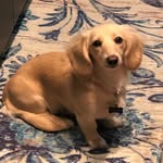 Finley White | English Cream Dachshund - @thedachshundfinley - Instagram