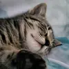 Finigan Casey - @finigan.casey - TikTok