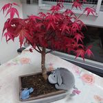 Fion Yip - @fionnmylove - Instagram