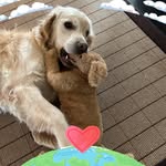 Fiona Adam - @spiv_dog - Instagram