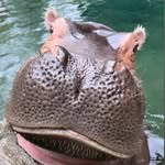 hippo lovers - @fiona_and_fritz_hippo - Instagram
