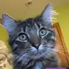 Angus is better - @angusandfionatheog - TikTok