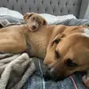 AngusandFiona - @angusandfiona - TikTok