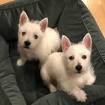 Fiona & Angus - @fiona_angus_in_the_dell - Instagram