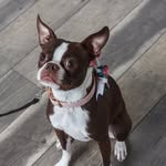 Fiona and Angus - @fionaofthebostonterriers - Instagram