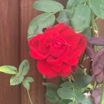 Fiona Angus - @fionamcghie_finance - Instagram