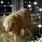 Fiona Atkinson - Facebook