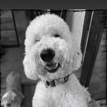 Fiona Ballard - @williamwallace_the_dood - Instagram
