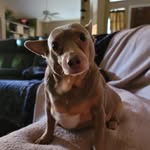 Fiona Bean Mullen - @fionathechiweenie22 - Instagram