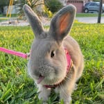 Fiona Bean the Bunny - @fionas_fairytale - Instagram