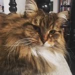 Fionabean_toe_thecat - @fionathe_beantoecat - Instagram
