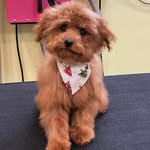Princess Fiona Bean - @princess_fionabean - Instagram