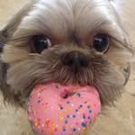 @fiona_best_dog - Instagram