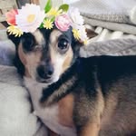 Fiona Bowling - @thefionapup - Instagram