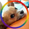 fionabriggs445 - @fionabriggs445 - TikTok
