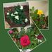 Fiona Brink - Facebook