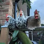 Fiona Browne - @scoop_from_the_coop - Instagram
