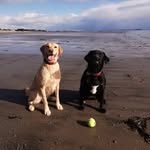 Fiona Browne - @littermates2020 - Instagram