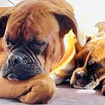 Best Friends Together - @bruno_fiona_theo - Instagram