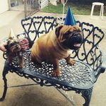 Bruno and Fiona - @brunoandfiona - Instagram