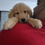 @bruno_fiona_golden - Instagram