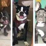 @bruno_fiona_jordan - Instagram