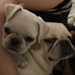 Fiona & Bruno - @_fionapug - Instagram