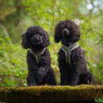 Fiona and Bruno - @flyingpoodles_ - Instagram