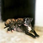 Fiona&Bruno - @bruno.fiona - Instagram