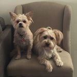 Mr. Barker & Barkerella 🐾 - @loving.fiona.bruno - Instagram
