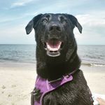 Fiona P. Buttons 🐃 - @ms_fiona_buttons - Instagram