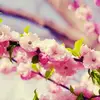 fionaca - @fionaca - TikTok