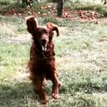 Fiona Carmichael & Red - @fc.interfields - Instagram